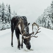 Schoolprogramma - Engels - Canada - Alberta - Livingstone Range